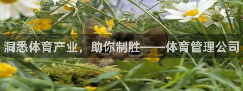必一体育app下载装机吧